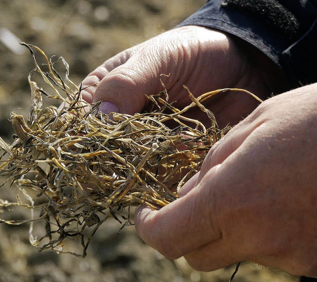 Braun und verdorrt: vom Frost geschdigter Weizen auf einem Feld bei Forchheim  | Foto: Lara Charmeil