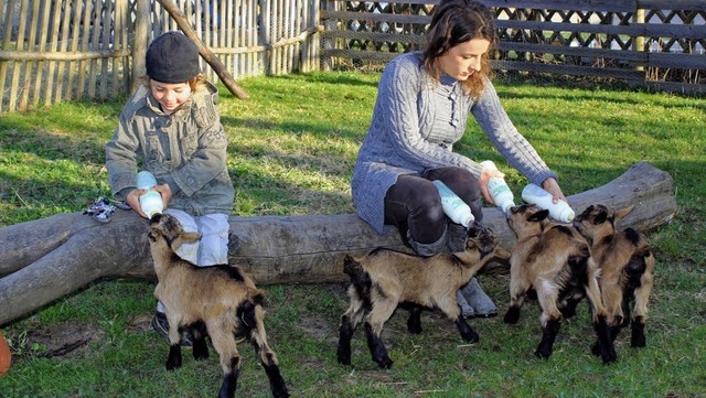 Vierlinge im Stall: Alle Hnde voll zu...ren tierischen Nachwuchs zu versorgen.  | Foto: Christa Maier