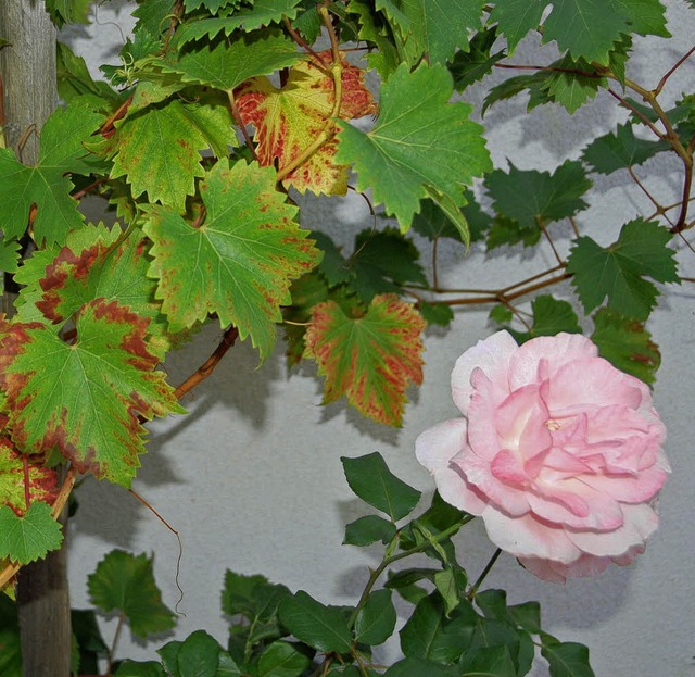 Reben und Rosen: Ein Duo, das harmoniert.   | Foto: Sigrid Umiger