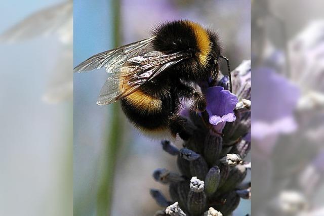 Insektizide schaden den Bienen und Hummeln
