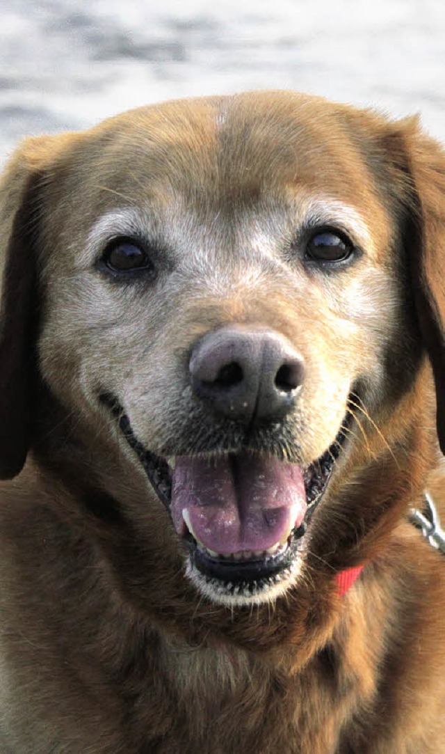 Taz ist die Kette los und will das Leben genieen.   | Foto: Tierheim
