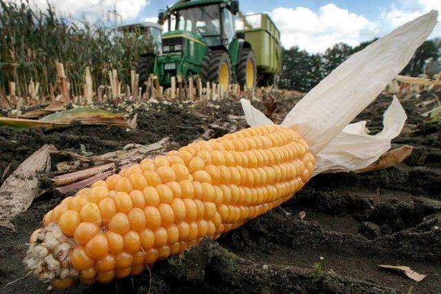 Landwirte und Landwirtschaftsminister streiten um den Mais