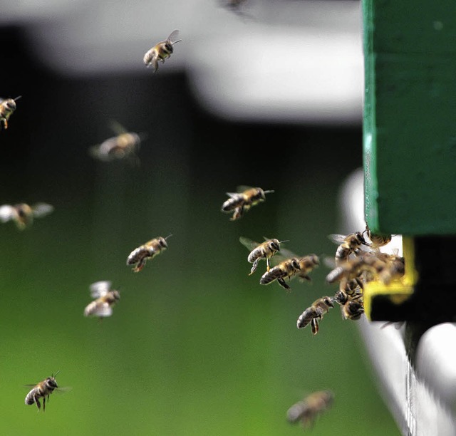 Sie sind ber den Winter gekommen: Bienen fliegen in den Stock   | Foto: DPA