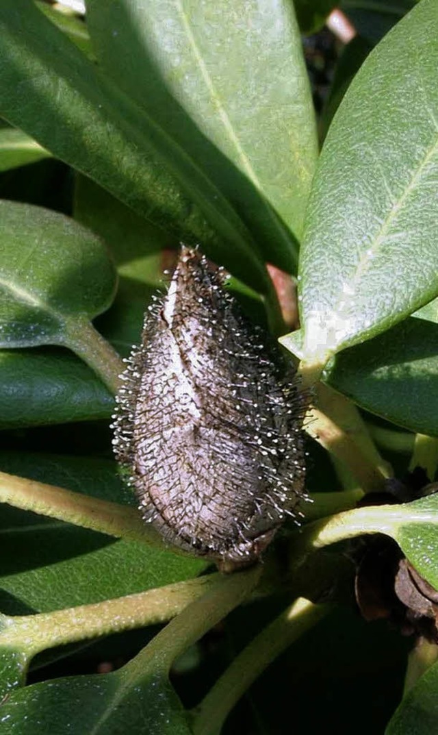 Klarer Hinweis auf Zikaden: der stachelige Pilzrasen auf der Blte   | Foto: peter busch