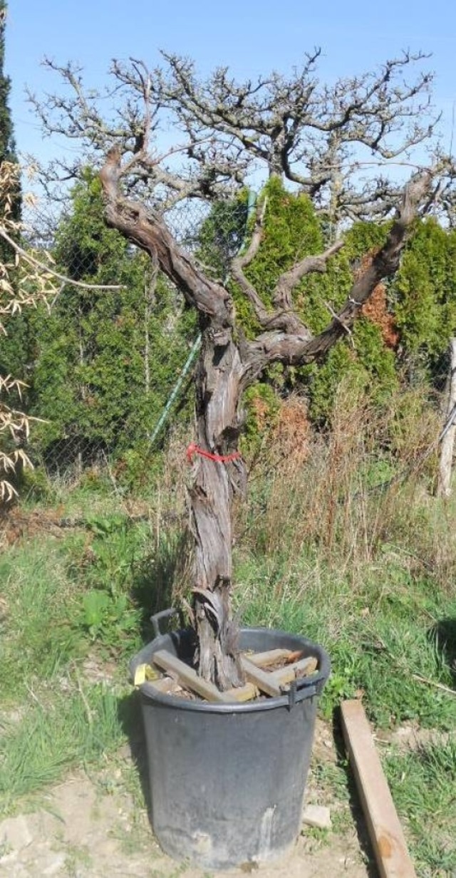 Einer der gestohlenen Rebstcke  | Foto: Polizei