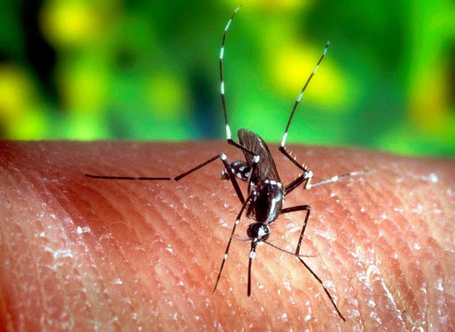 Eine Stechmcke &#8222;Anopheles quadr...s&#8220;, die Malaria bertragen kann.  | Foto: dpa