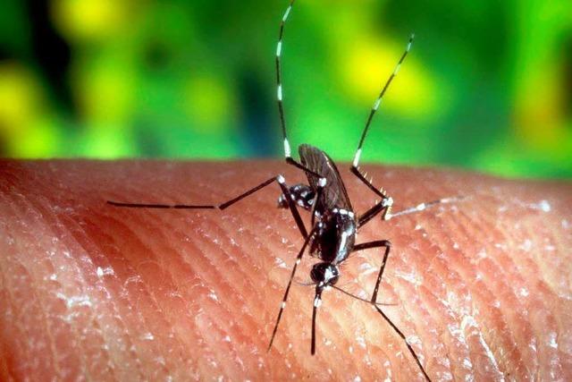 Malaria – Geissel der Tropen