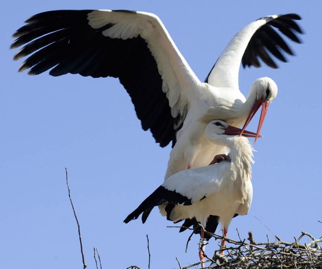 Bei verliebten Strchen findet man an  Ostern Eier im Nest.   | Foto: dapd