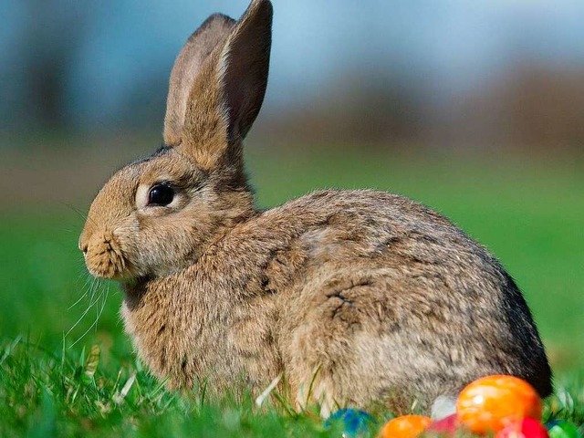 Osterhase mit Ostereiern   | Foto: DPA