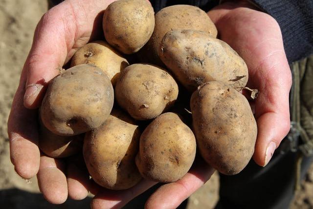 BASF will Gentechnik-Kartoffeln in Europa testen