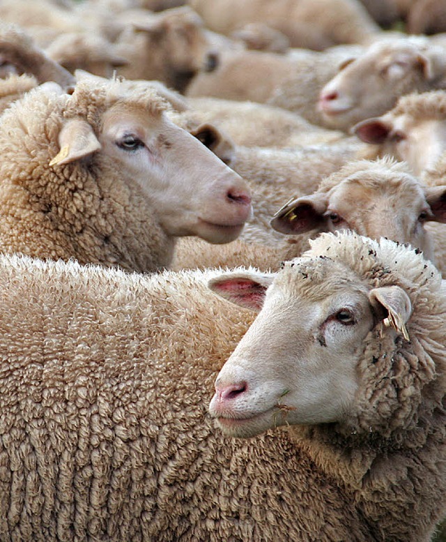 Rund 5400 Schafe weiden im Kreisgebiet.  | Foto: Ulrich Spitzmller