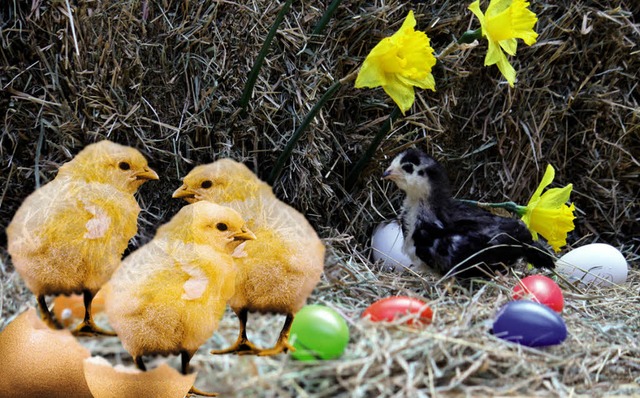 Kken schlpfen derzeit im Vogelpark Steinen.   | Foto: Privat