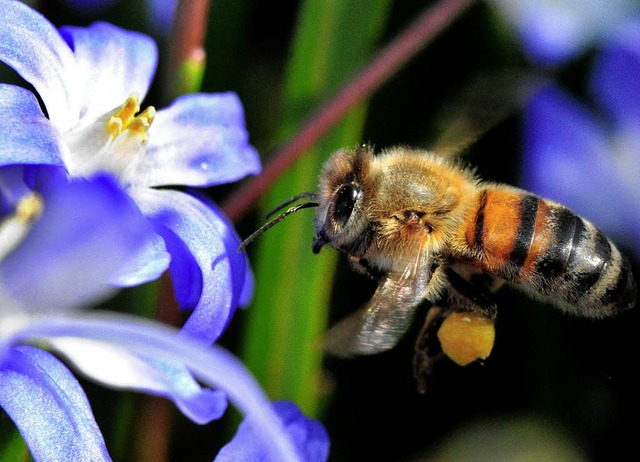 Die Haltung von Honigbienen wird fr I...t es aber  wieder an die Aufbauarbeit.  | Foto: Dpa