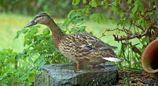   | Foto: Werner Imping