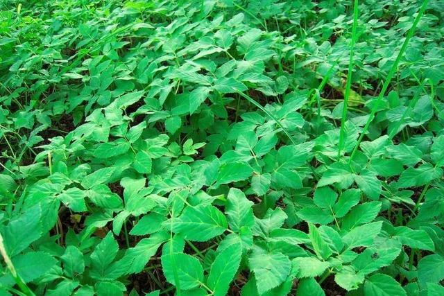 Hilfe aus der Natur: Giersch gegen Gicht