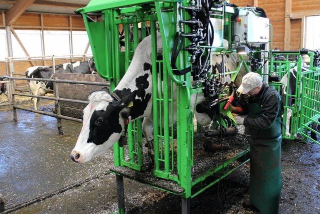 Mobile Fußpflege für die Kühe