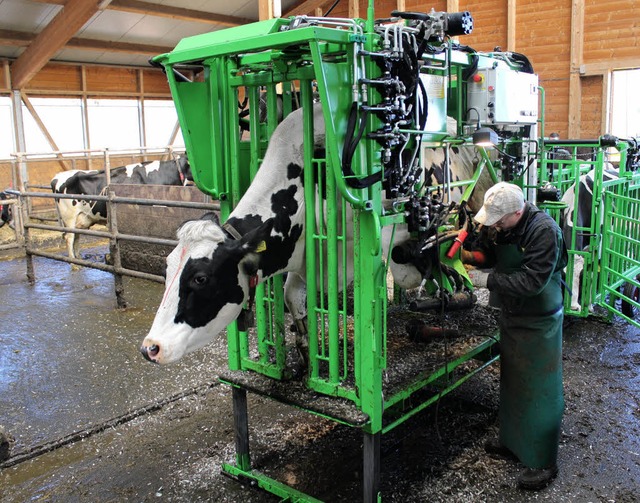 Regelmige Pedikre ist auch bei Rind...mobiler Klauenpflegestand im Einsatz.   | Foto: Christa Maier