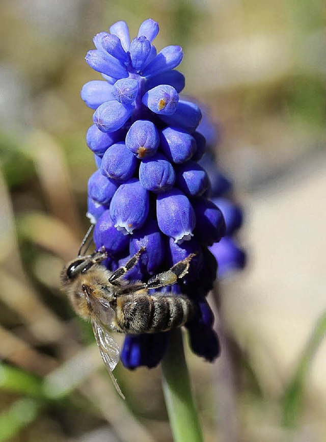 Bienen sammeln nicht nur Honig, sonder...n Obstbumen und anderen Pflanzen bei.  | Foto: Sigmund