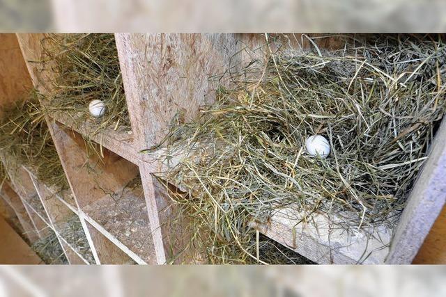 Attrappen statt Eier im Nest