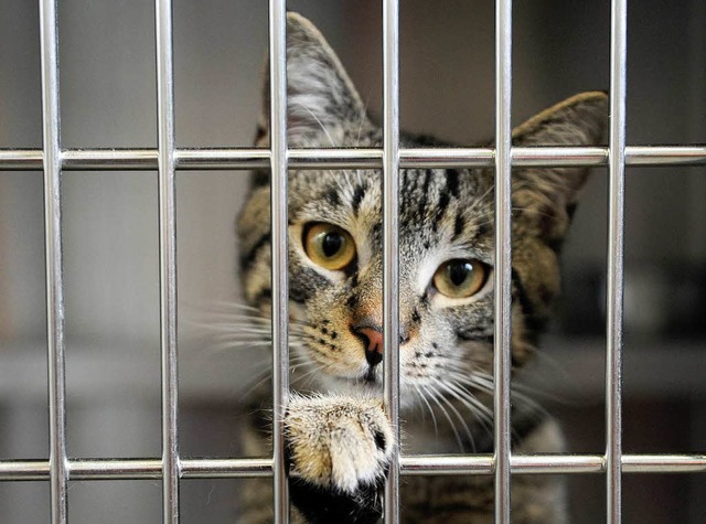 Im Moment leben circa 70 Katzen im Lahrer Tierheim, pro Jahr sind es etwa 300.  | Foto: dapd