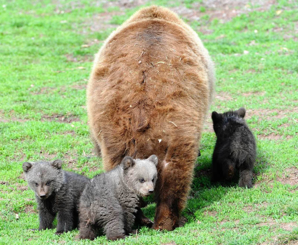 Drei kleine Bärenjunge erkunden im Wildparadies Tripsdrill bei Cleebronn mit ihrer Mutter das Freigehege. Drei kleine Bärenjunge erkunden im Wildparadies Tripsdrill bei Cleebronn mit ihrer Mutter das Freigehege.
