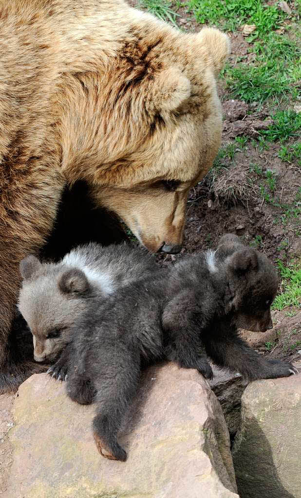 Sie sollten so „die ersten Lebenswochen in Ruhe unter Obhut der Mutter verleben und wohlbehalten heranwachsen“, so der Tierpark am Dienstag. Sie sollten so „die ersten Lebenswochen in Ruhe unter Obhut der Mutter verleben und wohlbehalten heranwachsen“, so der Tierpark am Dienstag.