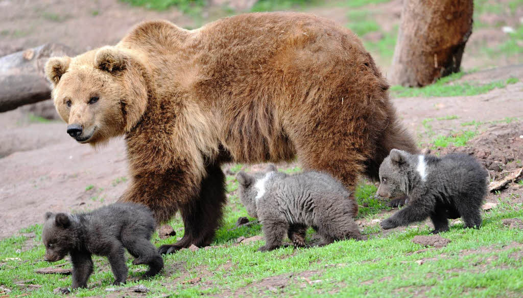Fünf Polarwölfe hat der Park aus dem gleichen Grund aus dem Gehege mit den Bären vorläufig verbannt. Fünf Polarwölfe hat der Park aus dem gleichen Grund aus dem Gehege mit den Bären vorläufig verbannt.
