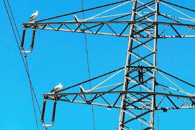 Wieder sorgt ein Storch fr Stromausfall in Emmendingen