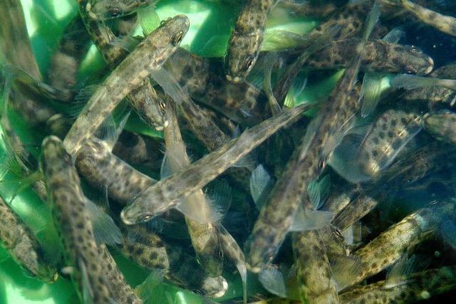 Der Lachs soll in der Dreisam heimisch werden