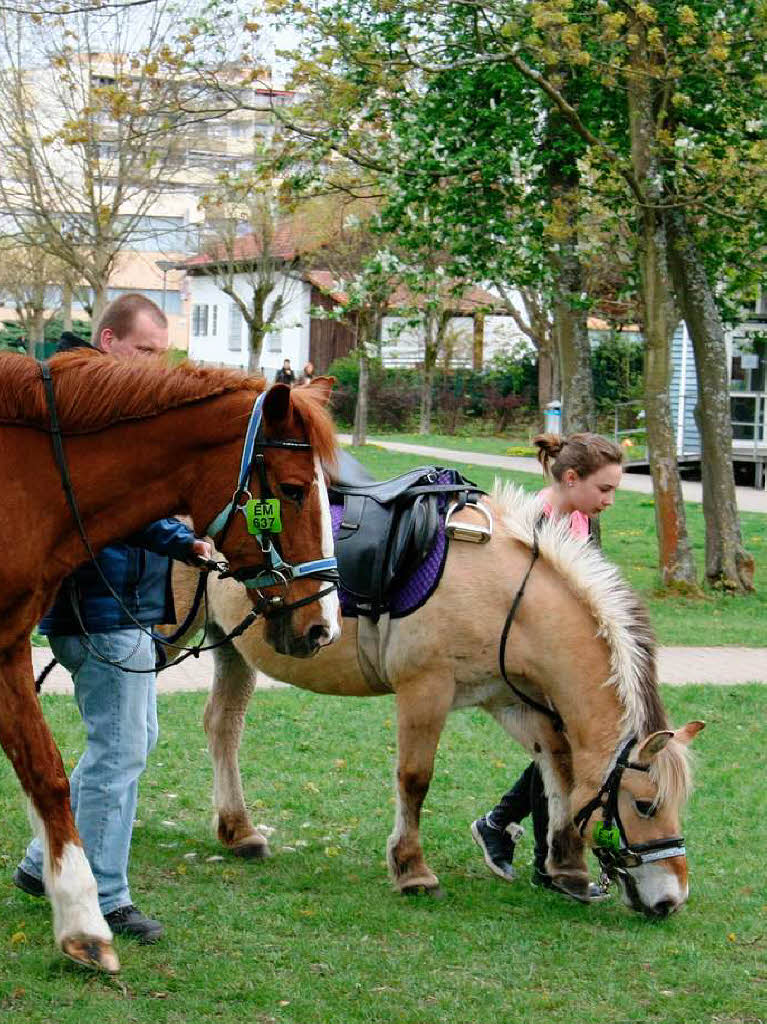 Pferde vom Buslergarten in Bleichheim.