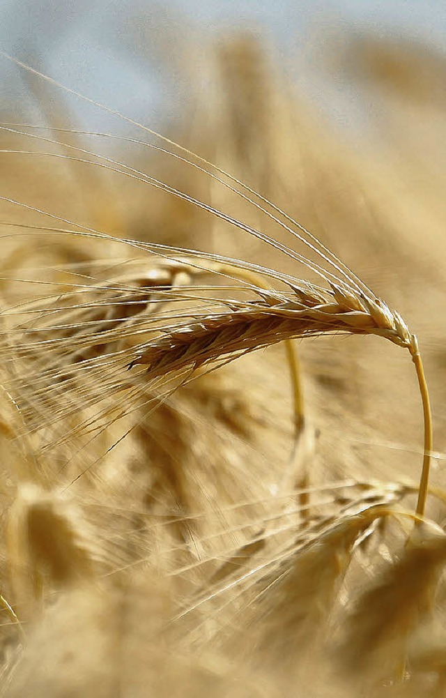 Getreide  | Foto: Verwendung weltweit, usage worldwide