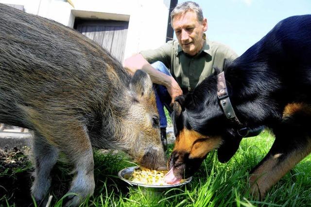 Zwei Mnner und ein Jagdhund ziehen kleines Wildschwein auf