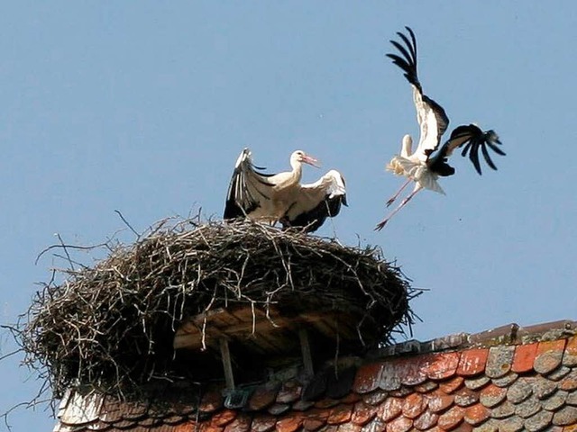 In einem gnstigen Moment attackieren die Strche.  | Foto: Siegmund Eckard