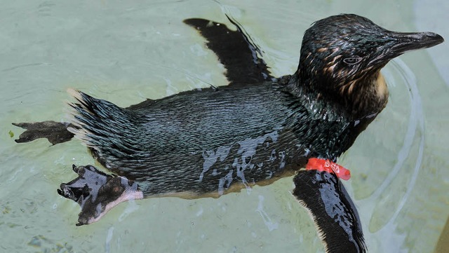 Der entfhrte Pinguin Dirk ist mit dem Schrecken davongekommen.   | Foto: AFP PHOTO/HO/SEA WORLD AUSTRALIA