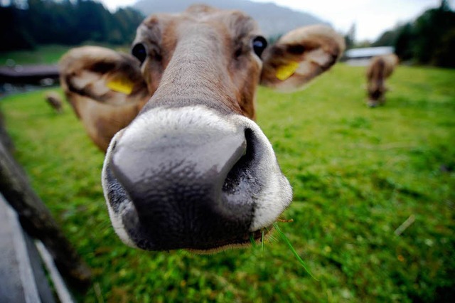 Glckliche Kuh &#8211; die im Sommer auf der Weide herumspazieren darf.  | Foto: ddp