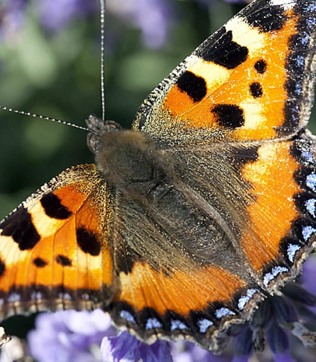 Der Schmetterling mit den netten Namen &#8222;Kleiner Fuchs&#8220;   | Foto: DPA