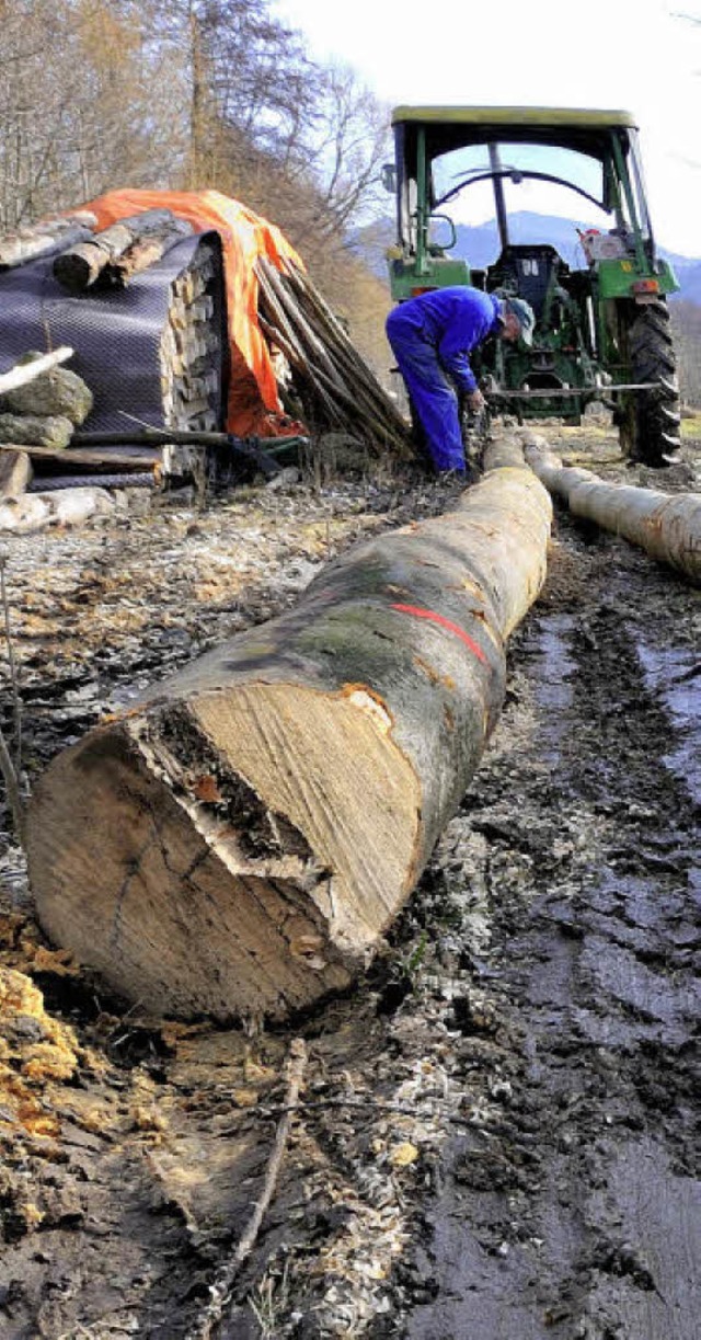 Holz wird auch dieses Jahr eingeschlag...ings verdient die Stadt daran nichts.   | Foto: Archivfoto: gollrad