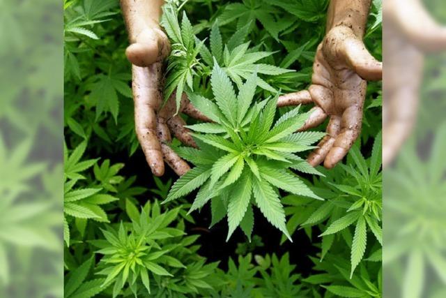 Bewährungsstrafe wegen Anbau von Marihuana