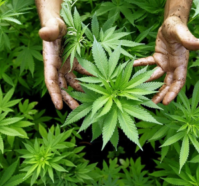 Solche  Cannabis-Pflanzen wurden im Ke...ng des Tters von der Polizei gefunden  | Foto: DPA