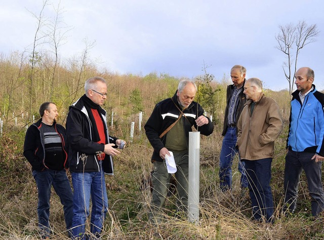 Fast schon so gro wie der Frster: Mi... sich die Hybridnussbume entwickeln.   | Foto: Babeck-Reinsch