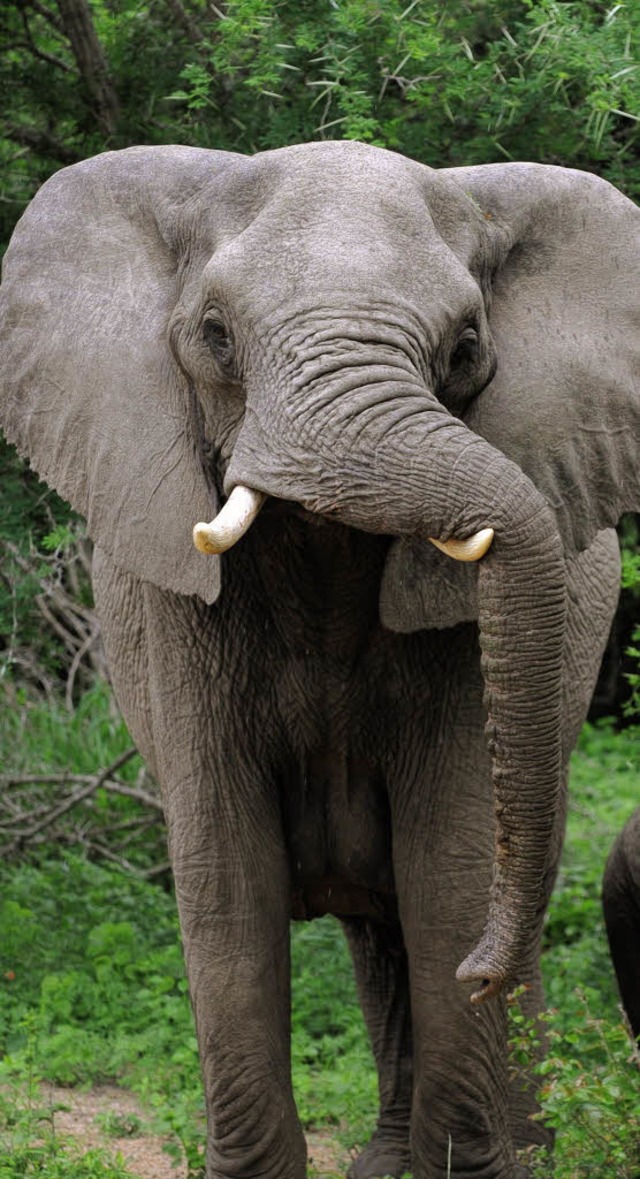 Hat enormen Hunger und Durst: Elefant im sdlichen Afrika   | Foto: DPA
