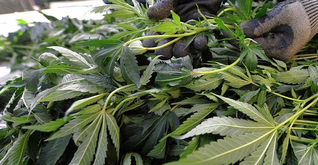 Dass die Marihuana-Plantage in Gutach ...wurde, dafr sorgte Kommissar Zufall.   | Foto: dpa