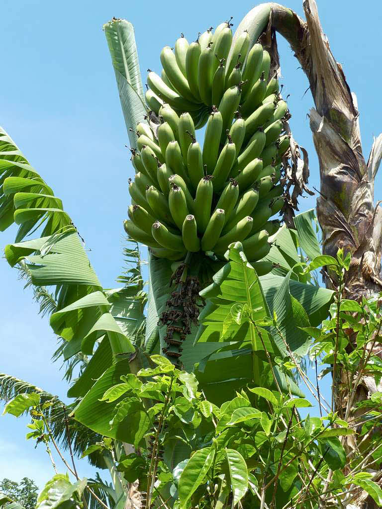 Bananen - ein Hauptexportartikel aus Costa Rica.