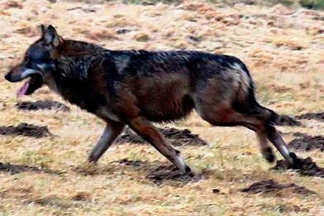 Unbekannte erschießen Wolf vom Westerwald