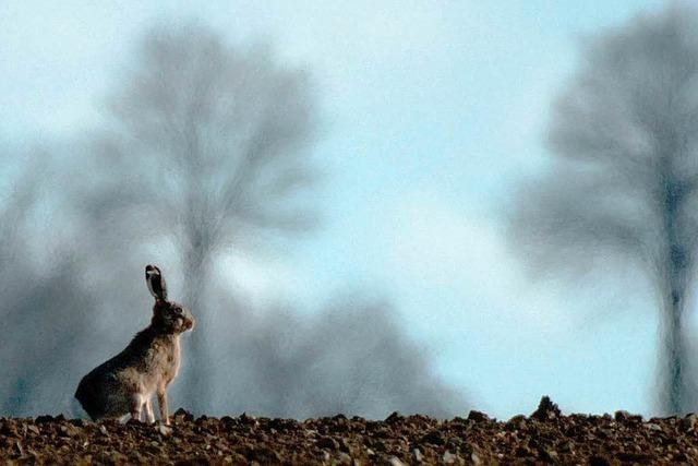 Der Feldhase hat einen schweren Stand in der freien Natur