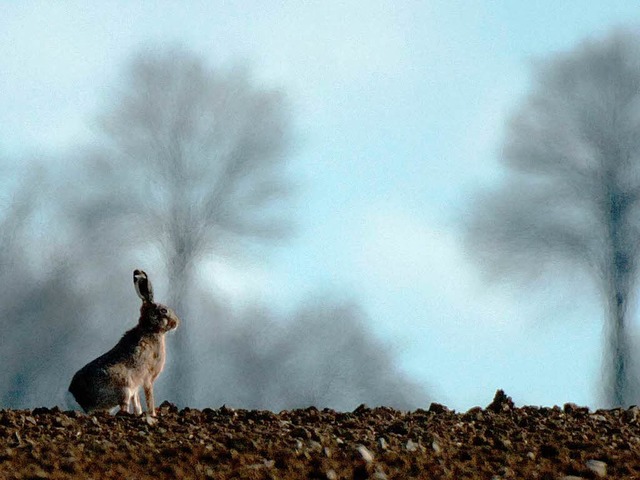 Die Zahl der Feldhasen hat in den verg... auch im Ortenaukreis stark abgenommen  | Foto: dpa