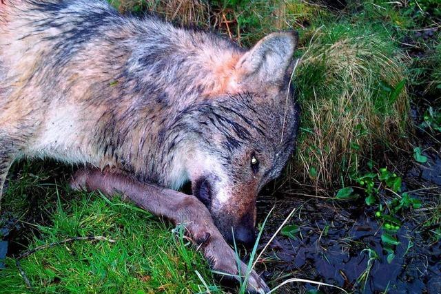 71-Jähriger gibt Schüsse auf Wolf im Westerwald zu