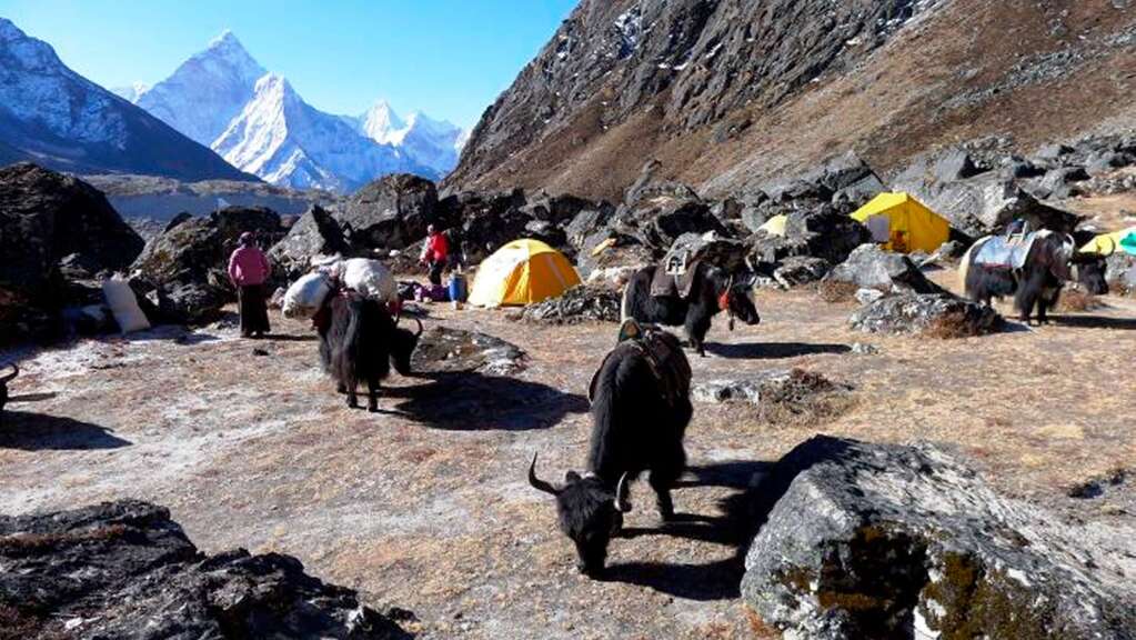 Vor dem Abmarsch ins Basislager  am Mount Everest: Die Yaks am frhen Morgen.