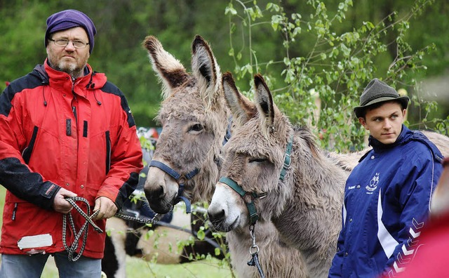 Nicht nur Pferde, sondern auch Esel waren beim Fuhrmannstag im Einsatz.   | Foto: Ulrike Hiller