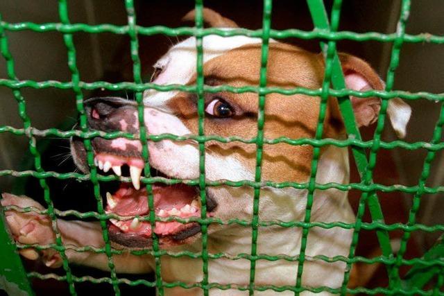Ettenheimer Kampfhunde-Fall: Polizei fahndet weiter